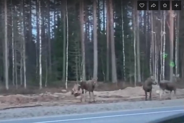 Секс на дороге - смотреть русское порно видео бесплатно