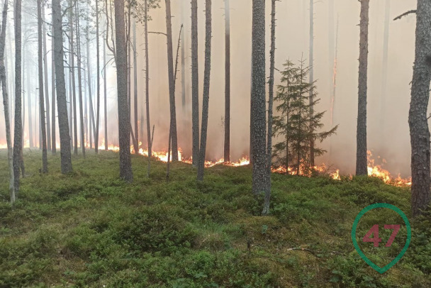 В Сочи в Лазаревском районе горит лес (Видео) | Sochi24.tv — все новости города