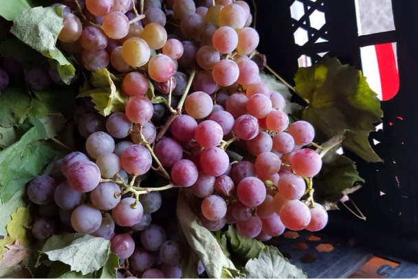 Как вырастить на северо-западе урожай винограда 30 3 октября 2021 г. ›Статьи › 47новостей из Ленинградской области