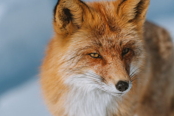 Как охотится лиса в пригороде Выборга › Статьи › 47новостей из  Ленинградской области