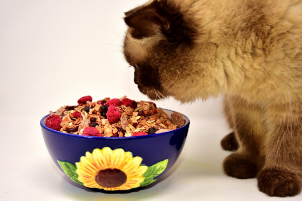 Как правильно кормить кошек › Статьи › 47новостей из Ленинградской области
