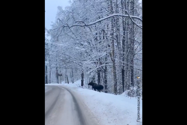 В Северной промзоне сняли на видео бегущего по дороге лося