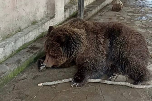 Зоопарк с животными сгорел в Евпатории 16 апреля 2