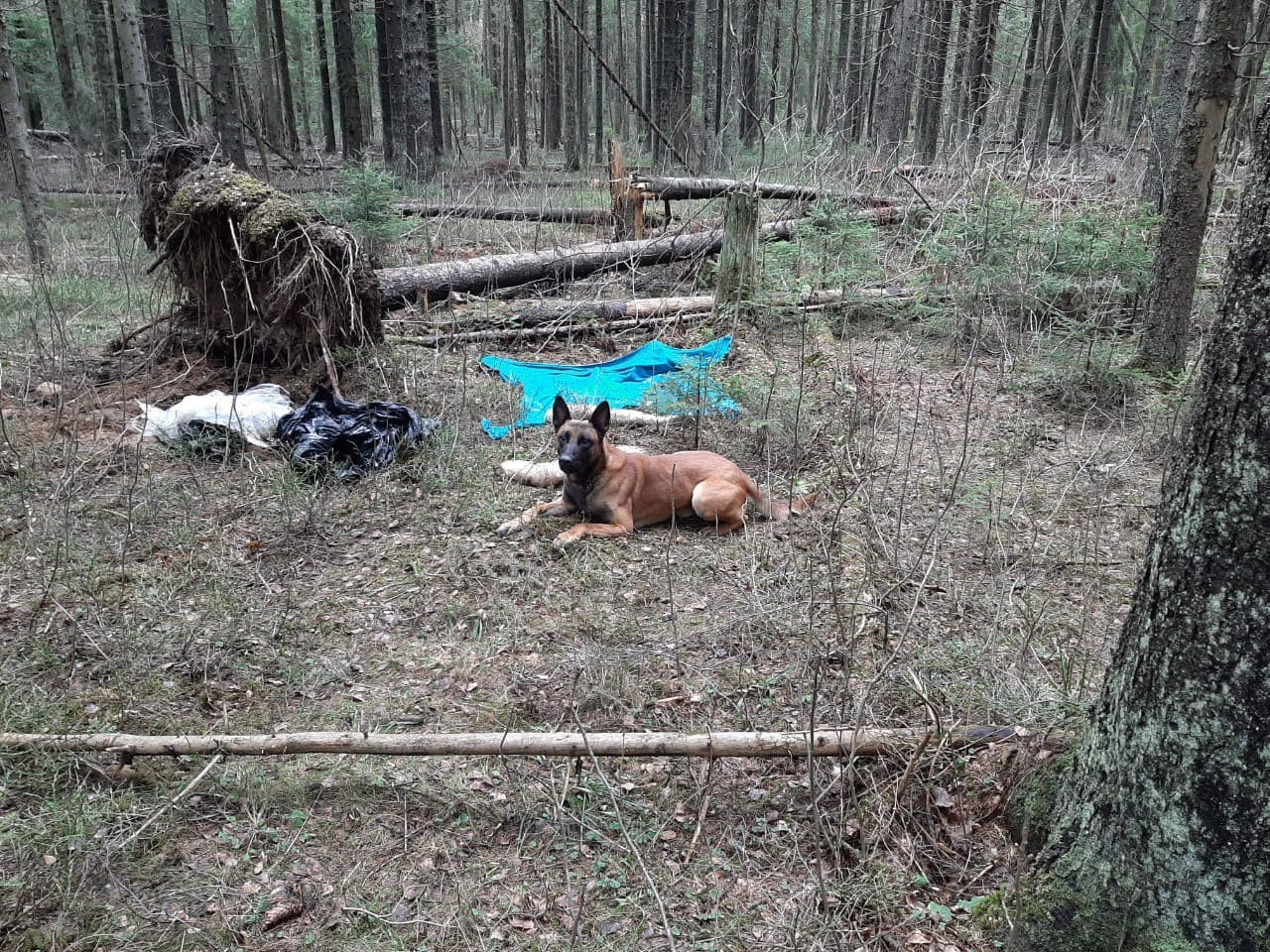 Фото: Под корягой сумка, а в ней - тело пенсионерки, распиленной сыном в  Сертолово › Статьи › 47новостей из Ленинградской области