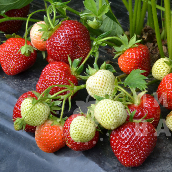 Как обработать клубнику осенью 2021 г., чтобы ягода была сладкой и крупной› Статьи › 47новостей из Ленинградской области