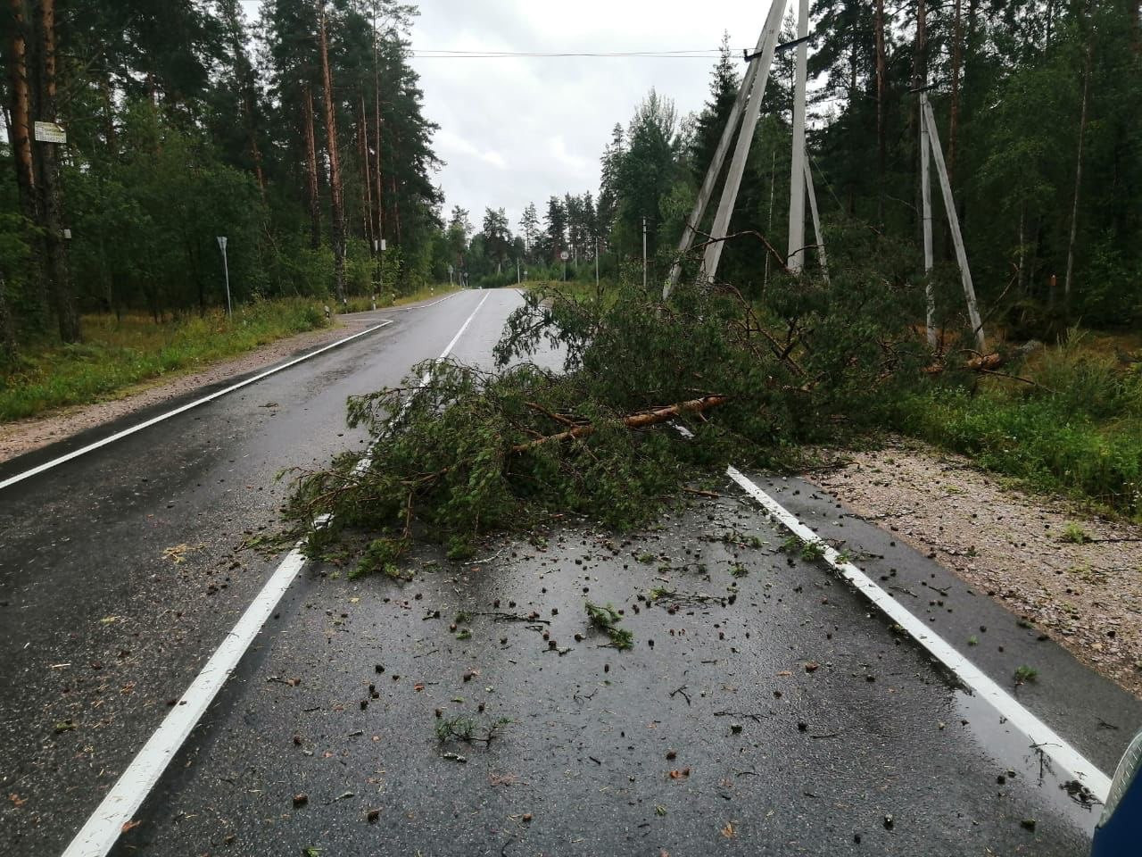 Нет света в приозерском районе. Восстановление участка дороги. Лесные дороги Ленинградской области. Волосовский район после урагана. Самый большой ураган.