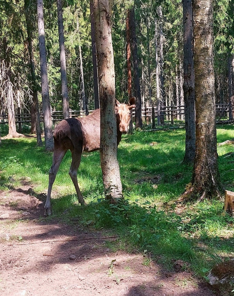 Кадастровая карта лодейное поле