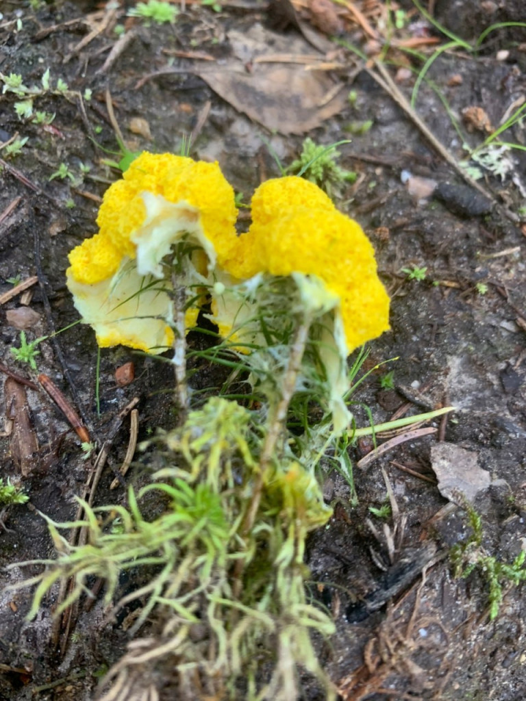 Какие необычные грибы растут в лесах Ленобласти › Статьи › 47новостей из  Ленинградской области