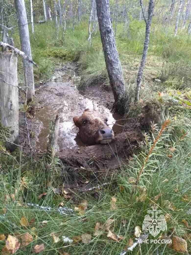 Новогодний сувенир 