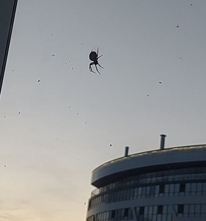 Пауки атакуют. Паук нападает на камеру. Паук жирный на балконе маленький. Видео на меня напал паук.