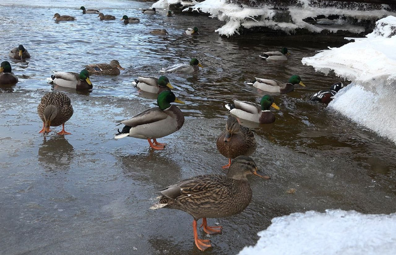 «Почему у птиц не замерзают никак не утеплённые лапы?» — Яндекс Кью