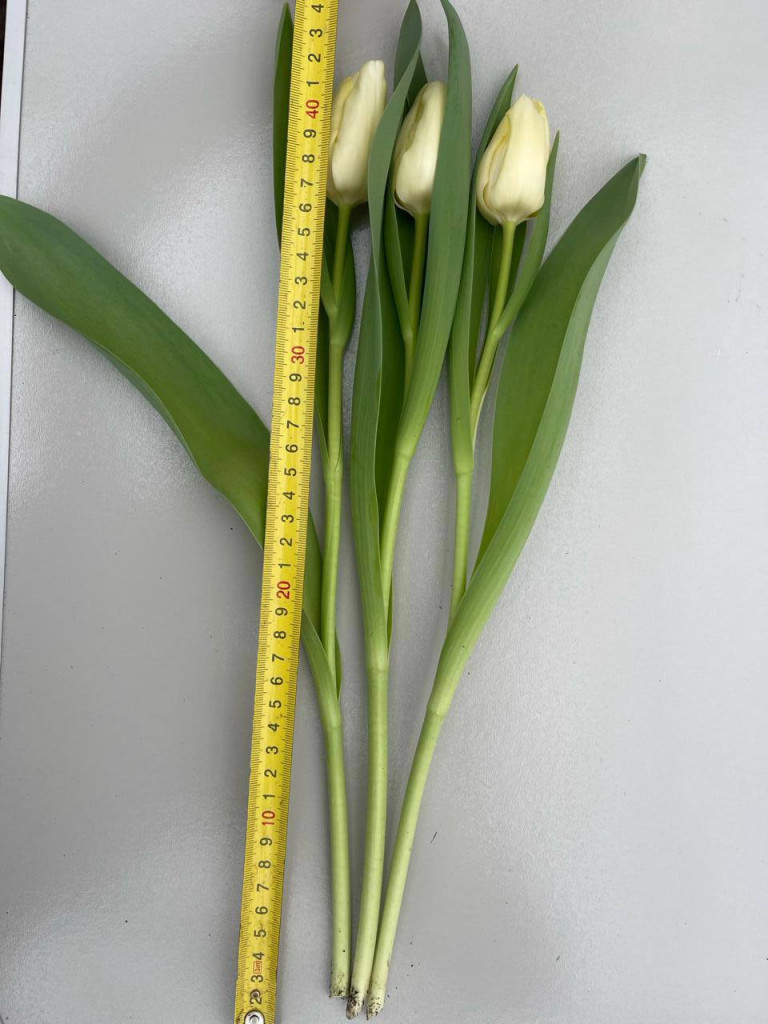 луковица нарцисса пророщенная. доращивание луковиц тюльпанов. луковица тюльпана. тюльпан из луковицы. сколько тюльпанов вырастает из одной луковицы.