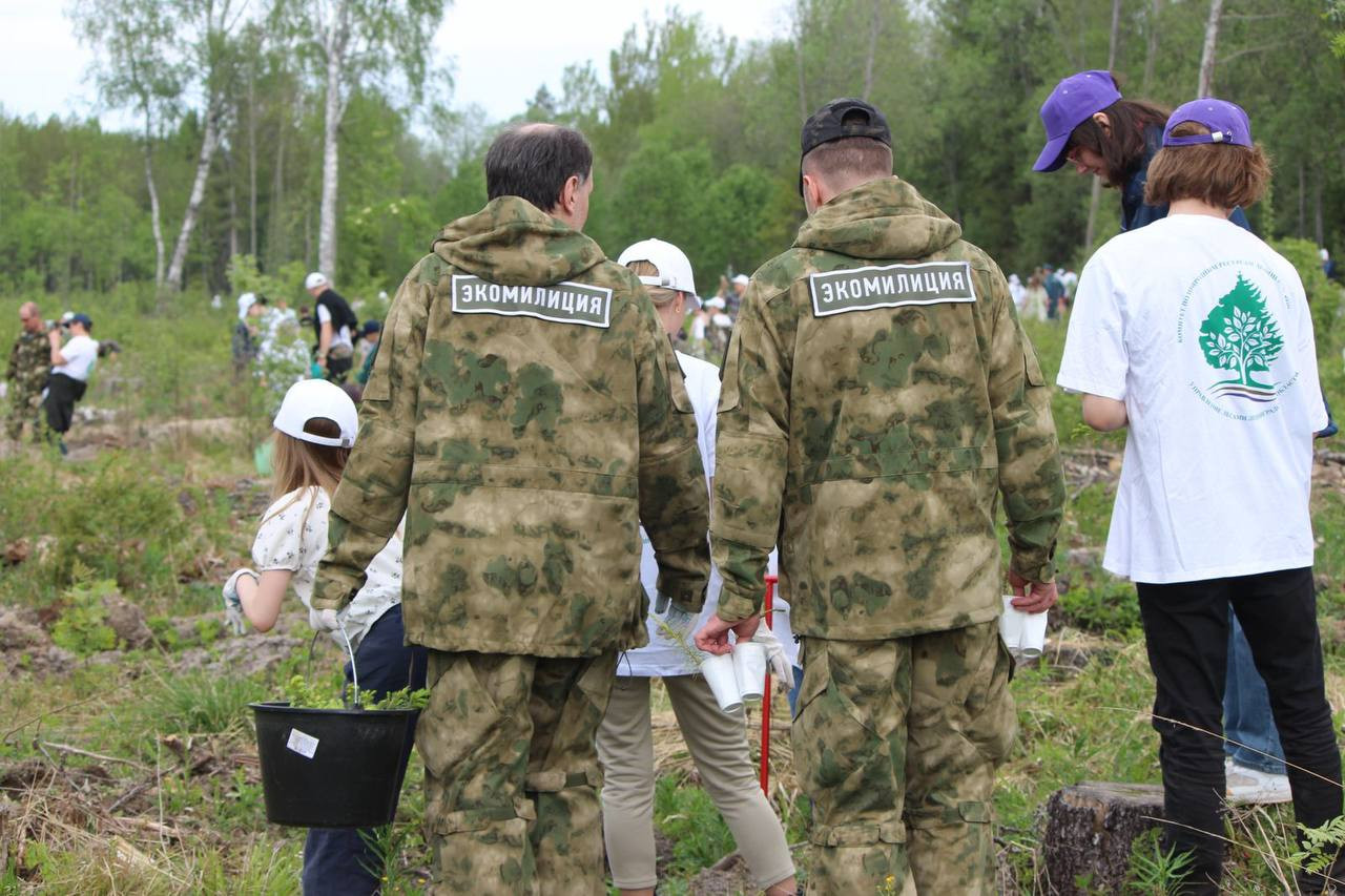 Пять гектаров сеянцев елей высадили у Шума на Всероссийский день посадки  леса 25 мая 2024 года › Статьи › 47новостей из Ленинградской области