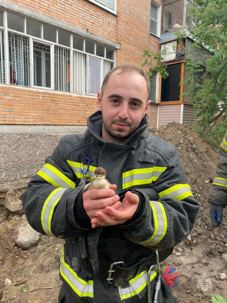 Девять маленьких утят спасли из глубокой ямы в Сосновом Бору | 10.06.2024 |  ЛенОбласть - БезФормата