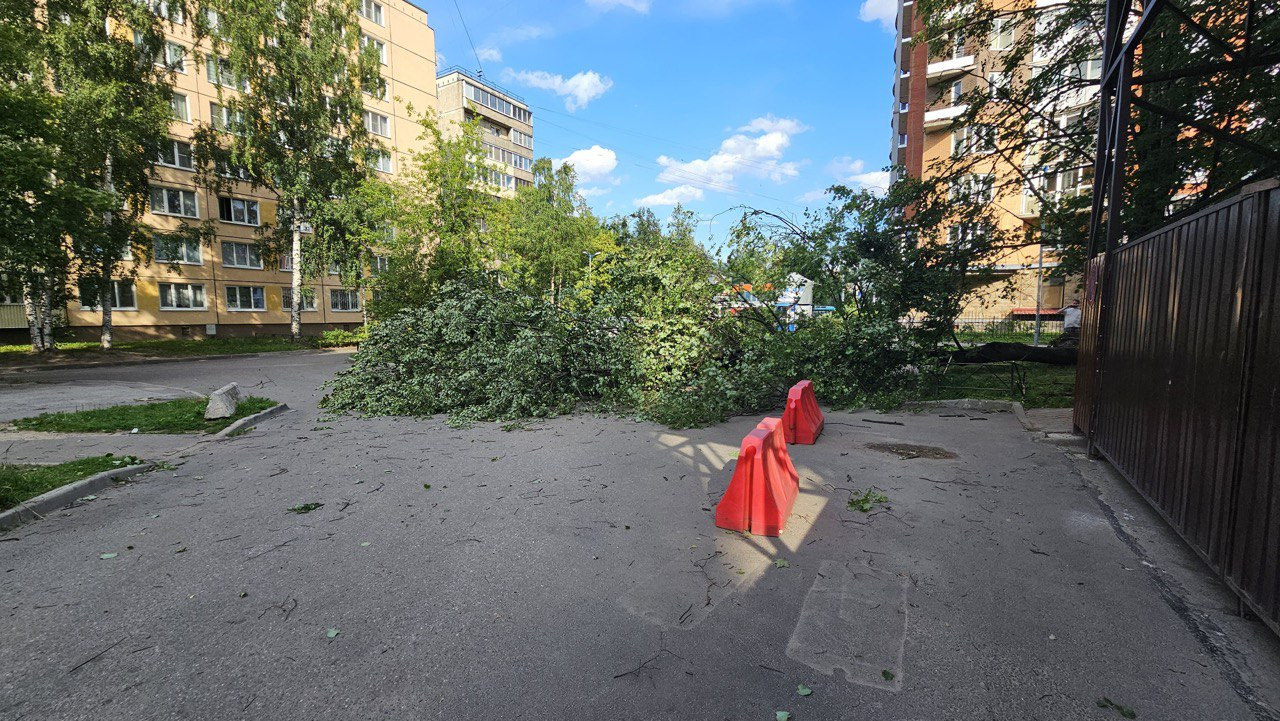 Петербург и западные районы Ленобласти накрыл грозовой фронт. Деревья  валило уже при его приближении - фото и видео › Статьи › 47новостей из  Ленинградской области