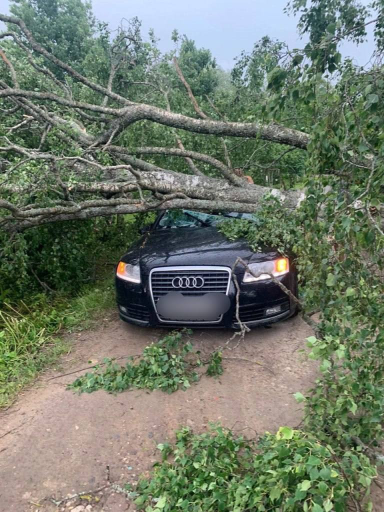 Дерево раздавило Audi в Волковицах. Из салона деблокировали двух женщин ›  Статьи › 47новостей из Ленинградской области