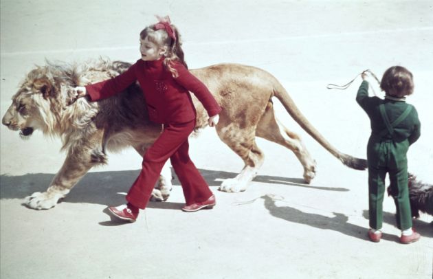 История льва Кинга, который снимался в "Приключениях итальянцев в ...