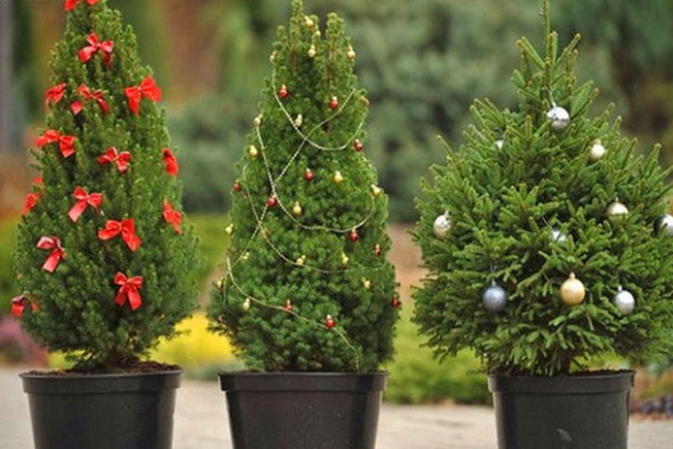 Jak zachránit vánoční stromek na zahradu?