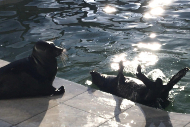 Тюленьи бои в Репино. Проигравший отправляется в бассейн - фото