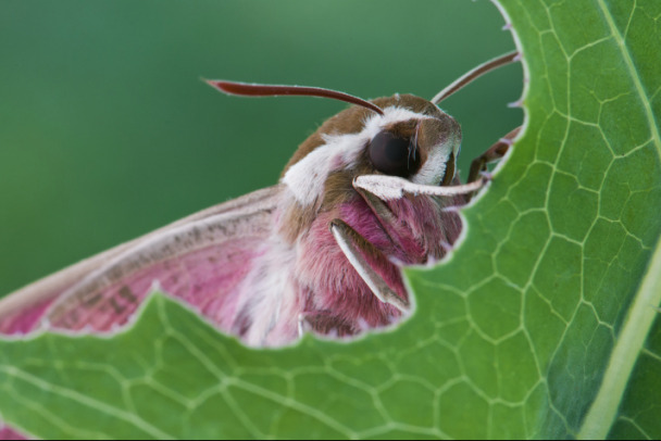 Видео: Один в один - колибри! В Ленобласти нашли очень редких бабочек