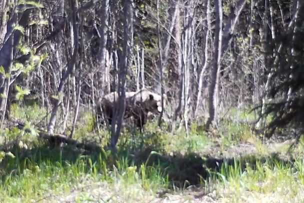 Видео: Медведь Нижне-Свирского заповедника скучает по мясу и жует траву