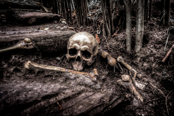 Скелет в куртке и вязаной шапке нашли в лесу у трассы "Псков" под Лугой