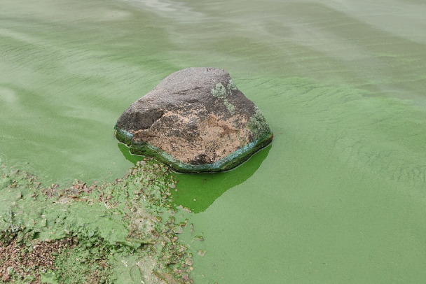 Фото и видео: река Волхов позеленела. Виноват фикоцианин