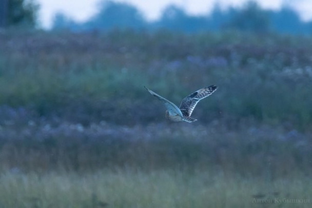 Фото: редкая болотная сова пикирует под Тосно
