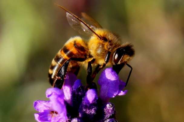 Укус пчелы или осы может быть смертельно опасен. Названы правила первой помощи