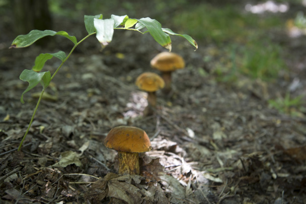 Врач Гинцбург рассказал о неожиданной пользе грибов