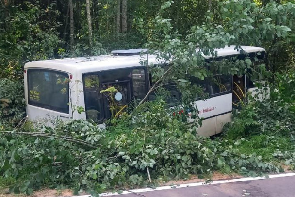 Фото: автобус под ветками после вылета в кювет под Бокситогорском