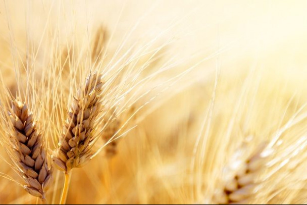 Экспорт пшеницы из России с начала года упал на 27%