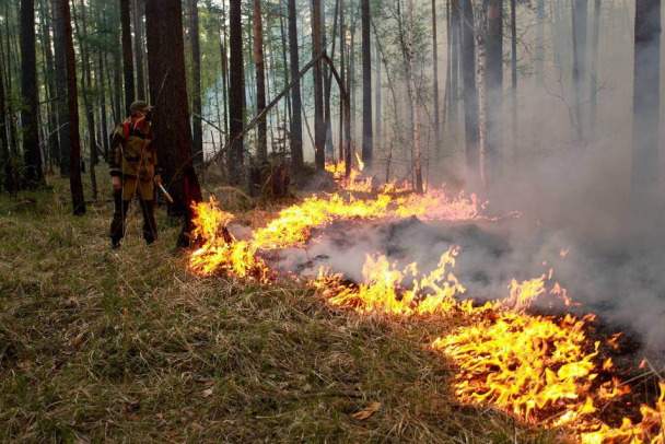 В Геленджике загорелся лес