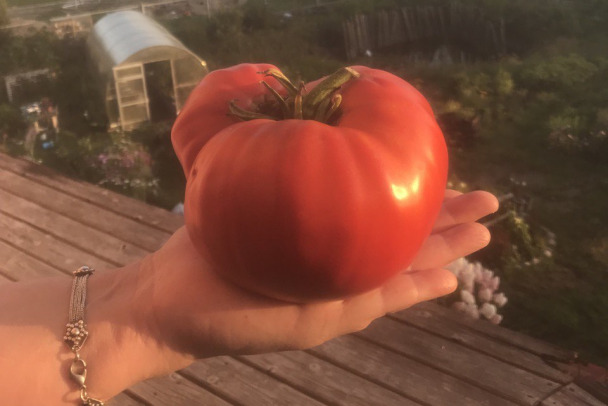47news ищет самый большой помидор