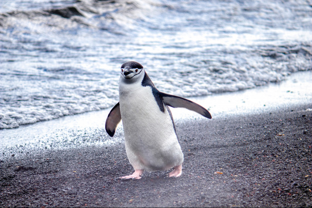 Пингвин в резиновых ботах: в зоопарке Сан-Диего больной птице сшили ортопедические сапоги