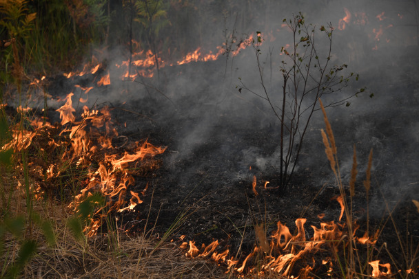 Сгоревшего нашли на пепелище дома в деревне Низовская 