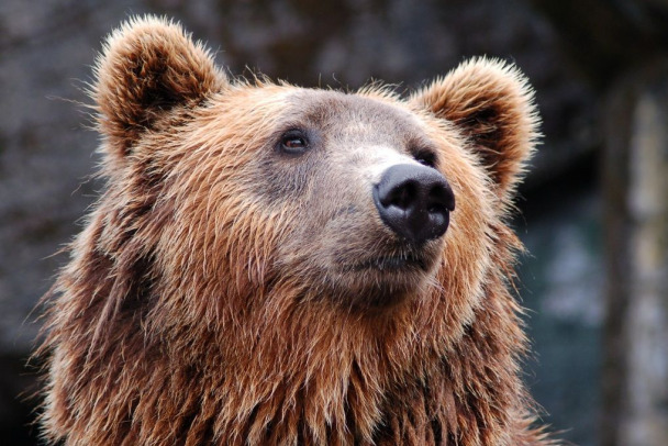 «Мама наверняка была близко». Медвежонок прервал прогулку трех грибников в лесу у Потанино