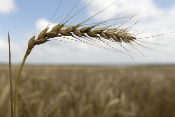 Урожай зерна в России в этом году может превысить рекордные 140 млн тонн