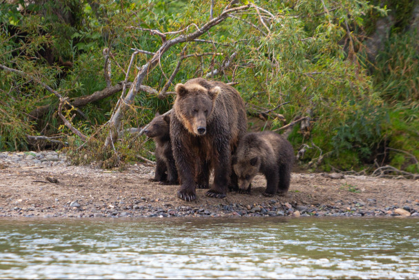 Видео: Медвежье семейство Нижне-Свирского заповедника все еще в меньшинстве. Четвертый косолапый не вернулся