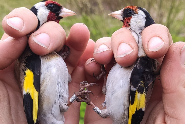 Фото: Редкие и пестрые. Посмотрите, какие птицы обитают в Нижне-Свирском заповеднике