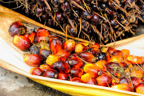 Онколог объяснил, в каком случае пальмовое масло может вызывать рак