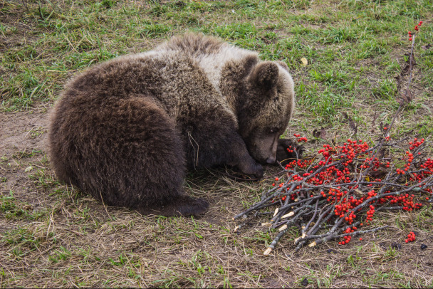 В «Велес» привезут медвежат из Новосибирска. В Ленобласти они будут учиться