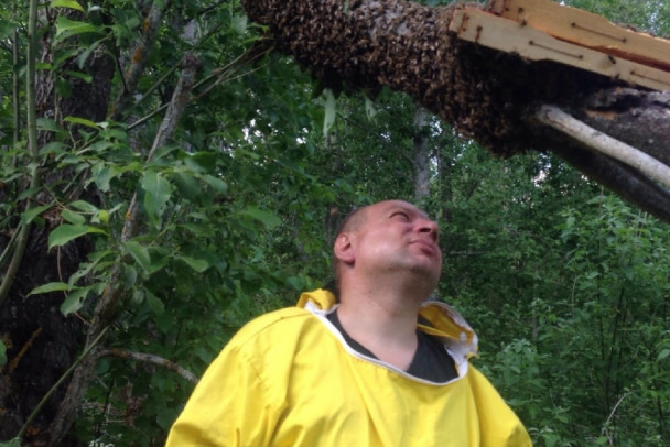 Пчеловоды Ленобласти собрали один из лучших медов в стране