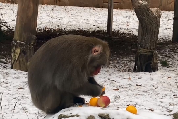 Видео для новогоднего настроения: макаки из Ленинградского зоопарка провели мастер-класс по чистке мандаринов