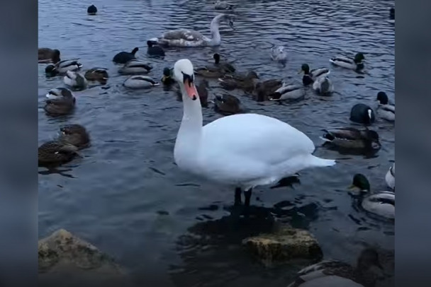 Видео: восемь грациозных лебедей заполнили водную гладь Белого озера в Гатчине