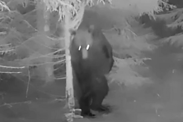 Танцующий медведь попал в фотоловушку Нижне-Свирского заповедника