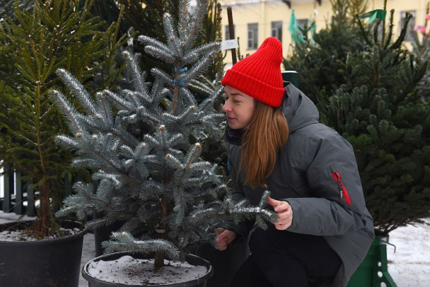 В России за последние пять лет в два раза упал спрос на живые елки к Новому году