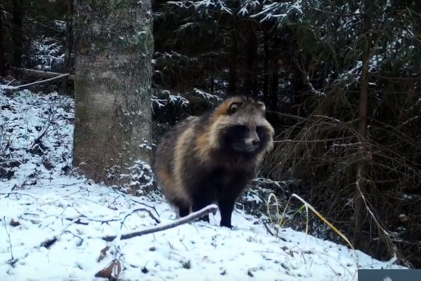 Видео: В Ленобласти енотовидные собаки распушились к зиме