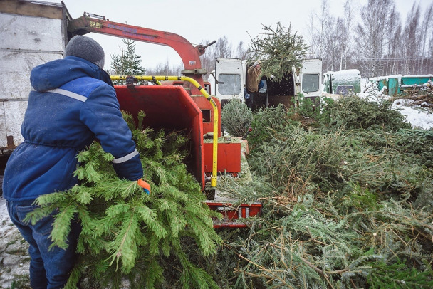 Жители Петербурга и Ленобласти смогут избавиться от елок после праздников с пользой для экологии