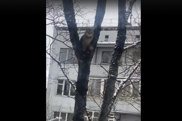 Отчаянный парень: в Волхове кот сбежал из дома и весь день просидел на дереве. Его спасали краном-манипулятором - видео